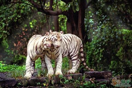 廣州番禺長(zhǎng)隆野生動(dòng)物世界全新羊園、廣州嶺南印象園、花城廣場(chǎng)歡樂二天