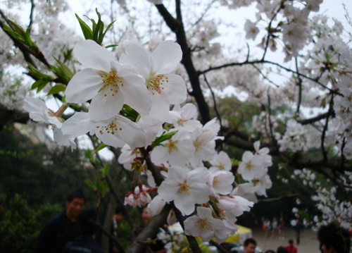 神農(nóng)架祭壇、天生橋、武當(dāng)山、李煥英拍攝地、古隆中、夜游唐城雙飛5日游